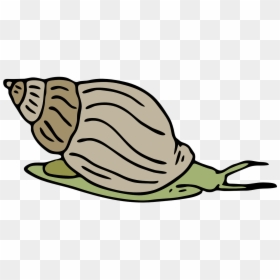 Sea Snail Clipart, HD Png Download - slow png