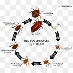 Bed Bug Life Cycle, HD Png Download - bed bug png