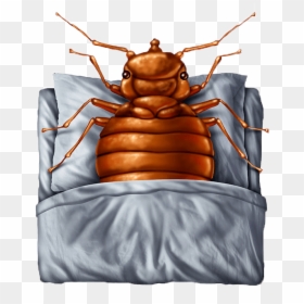 Insomnia Psychology Definition, HD Png Download - bed bug png