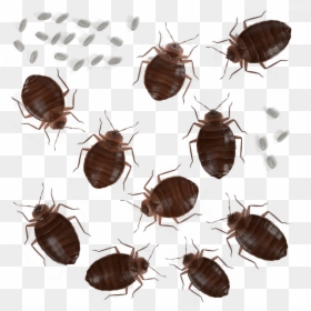 Adult Female Bed Bug Eggs, HD Png Download - bed bug png