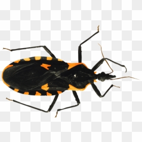 Tiger Beetle, HD Png Download - bed bug png