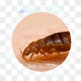 Bed Bugs, HD Png Download - bed bug png