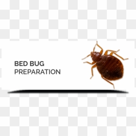 Beetle, HD Png Download - bed bug png