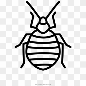 Kill Bed Bugs Houston, HD Png Download - bed bug png
