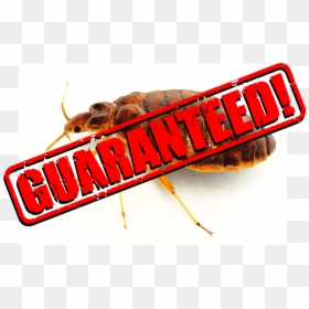 Insect, HD Png Download - bed bug png