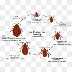 Do Bed Bugs Come, HD Png Download - bed bug png