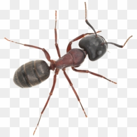 One Hour Pest Control, HD Png Download - bed bug png