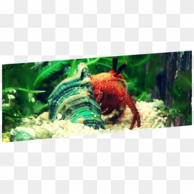 Hermit Crab Png, Transparent Png - hermit crab png