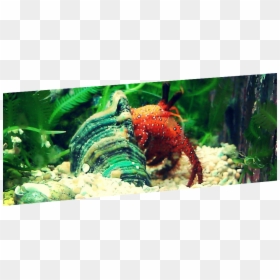 Hermit Crab Png, Transparent Png - hermit crab png
