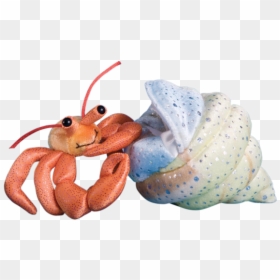 Shrimp, HD Png Download - hermit crab png