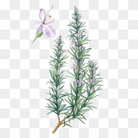 Transparent Rosemary Flower, HD Png Download - lavender sprig png