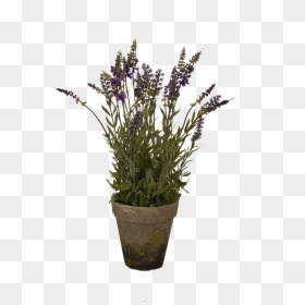 Lavender Sprig Png, Transparent Png - lavender sprig png