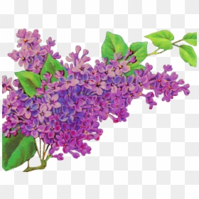 Liliac Png, Transparent Png - lavender sprig png