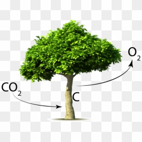Trees Taking In Carbon Dioxide, HD Png Download - co2 png