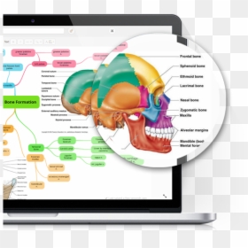 Squamosal Bone In Humans, HD Png Download - imagenes png gratis