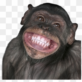 Smiling Monkey Funny, HD Png Download - funny .png