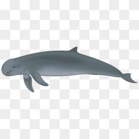 Irrawaddy Dolphin Full Body, HD Png Download - moaning emoji png