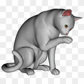 British Shorthair, HD Png Download - bubble overlay png