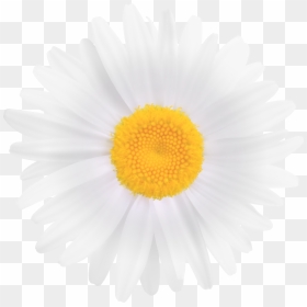 Great Gatsby Daisy Flower, HD Png Download - peony outline png