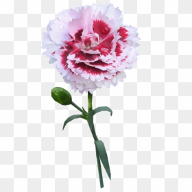 Transparent Flower Stem Png, Png Download - peony outline png