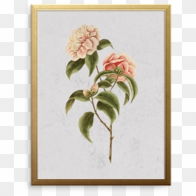Rosa Glauca, HD Png Download - peony outline png
