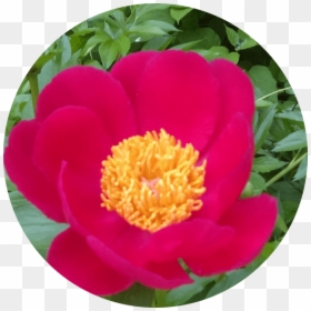 Common Peony, HD Png Download - peony outline png