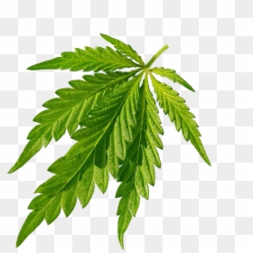 Cannabis, HD Png Download - thug life weed png