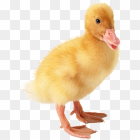 Transparent Baby Duck Png, Png Download - duck png