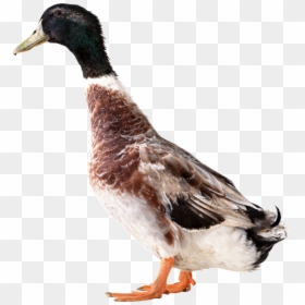 Duck Png, Transparent Png - duck png
