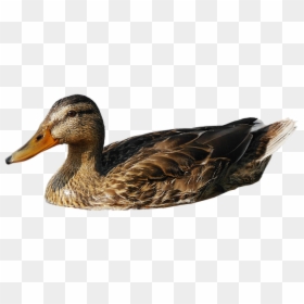 Duck In Water Png, Transparent Png - duck png