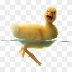 Baby Duck Transparent Background, HD Png Download - duck png