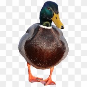 Pato Png, Transparent Png - vhv