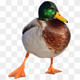 Duck, HD Png Download - duck png