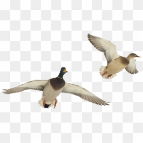 Duck Flying Transparent Background, HD Png Download - duck png