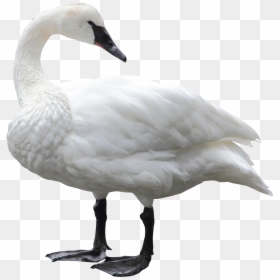 Swan Png, Transparent Png - duck png