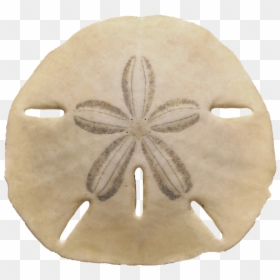 Sea Shells Sand Dollar, HD Png Download - sand png