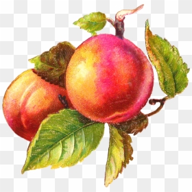 Peaches Art, HD Png Download - peach png