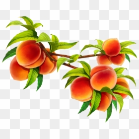 Nectarines, HD Png Download - peach png