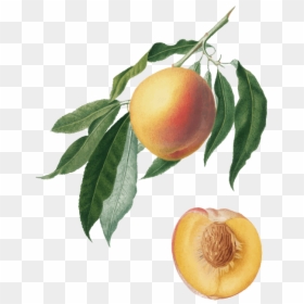 Peach Tree Branch Illustration, HD Png Download - peach png