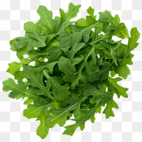 Arugula Png, Transparent Png - png pictures