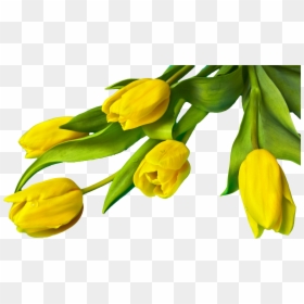 Yellow Tulip Flower Png, Transparent Png - easter png