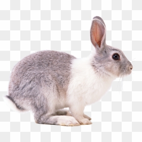Rabbit Png, Transparent Png - bunny png
