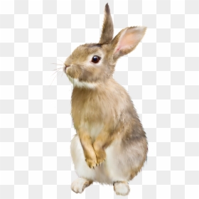 Rabbit Png, Transparent Png - bunny png