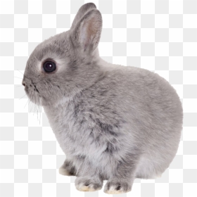 Bunny Transparent, HD Png Download - bunny png