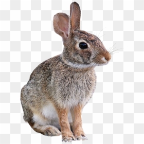 Domestic Rabbit, HD Png Download - bunny png