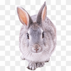 Bunny Rabbit Front View, HD Png Download - bunny png