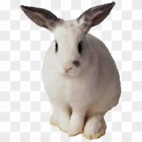 Rabbit Transparent, HD Png Download - bunny png