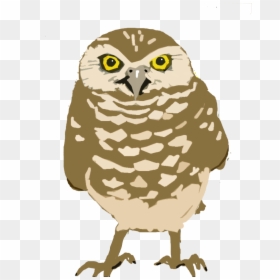 O Is For Owl - Burrowing Owl Transparent Background, HD Png Download - owl icon png
