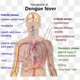 Dengue Fever Symptoms In Tamil, HD Png Download - joint .png