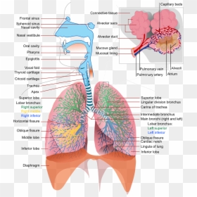 Detailed Respiratory System Labeled, HD Png Download - joint .png